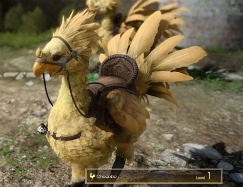 assassins creed chocobo.